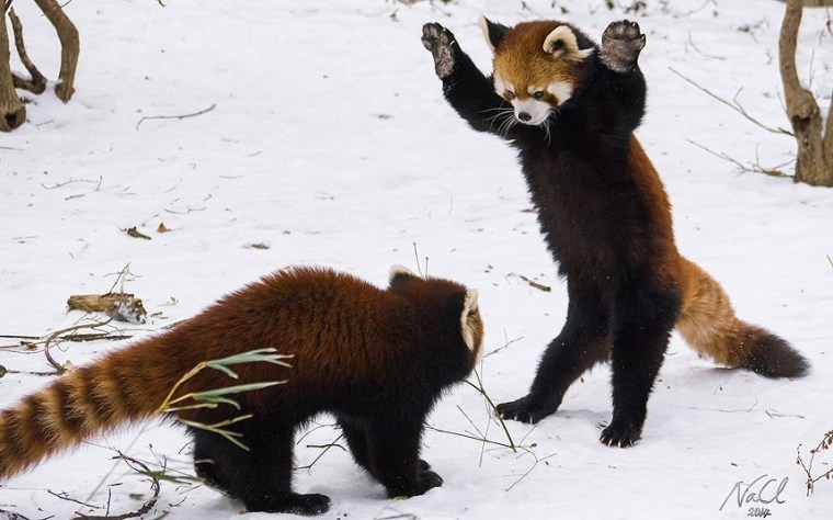 redpandas_standingup